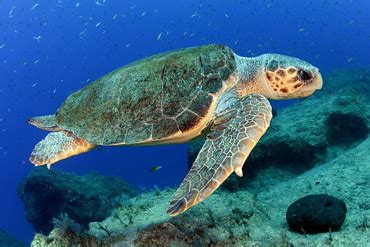 deniz kaplumbağası sürüngen midir